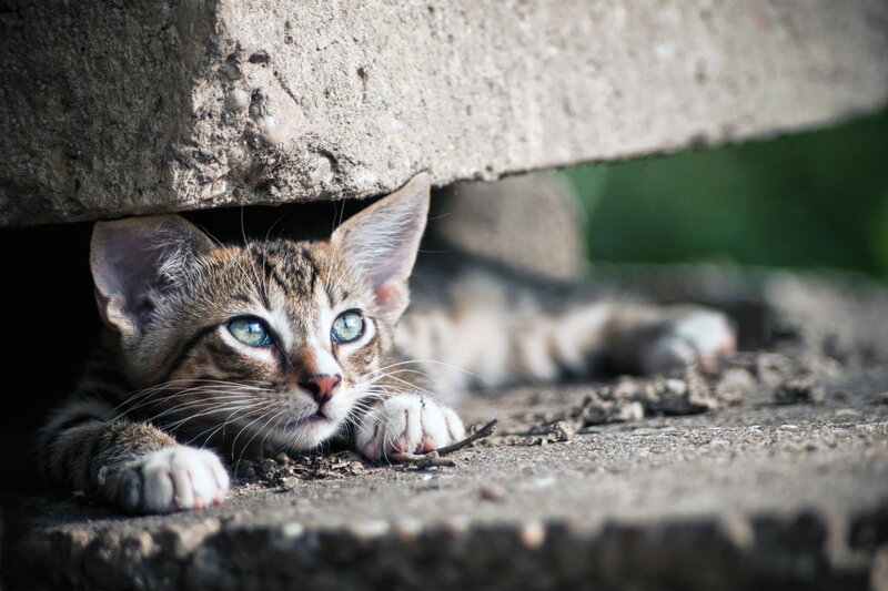 Tabby Kitten under Concrete