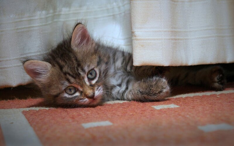 Tabby Kitten under Curtain — Brown