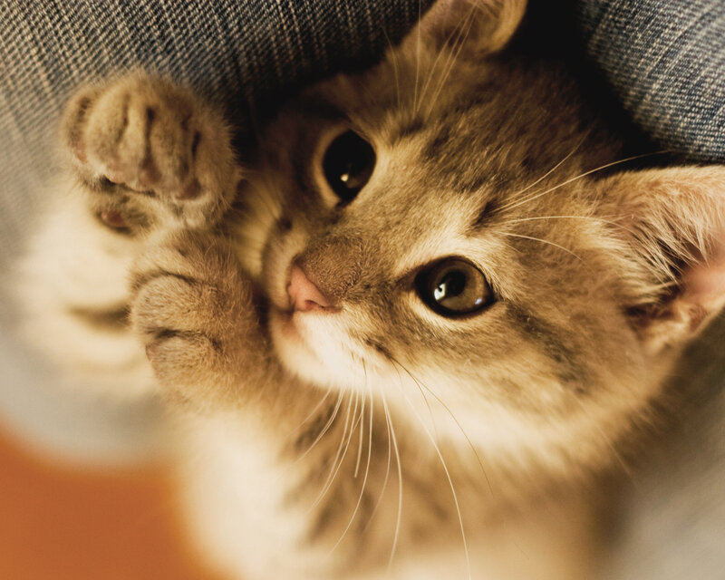 Tabby Kitten under Fabric