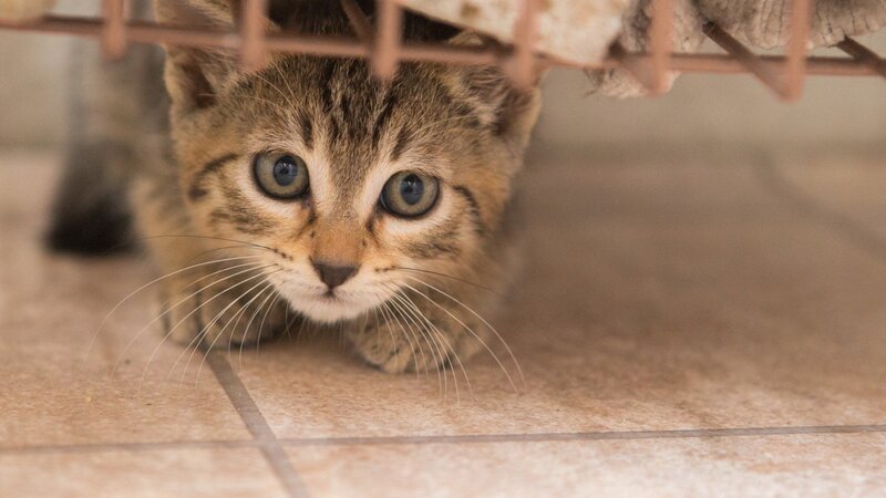 Tabby Kitten under Furniture — Brown, Curious