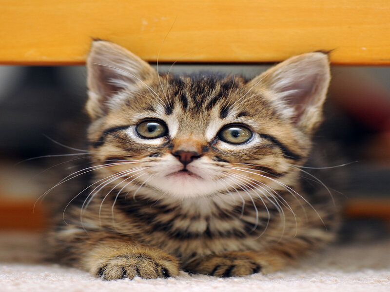 Tabby Kitten under Furniture — Brown