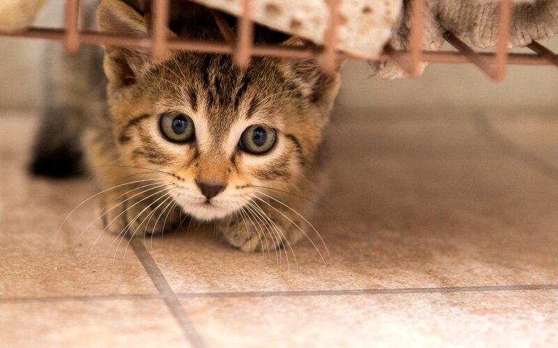 Tabby Kitten under Furniture