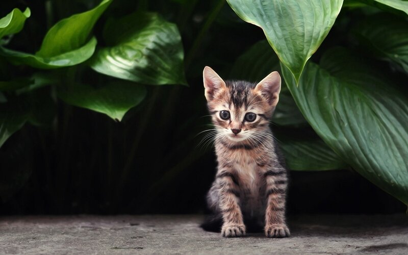Tabby Kitten under Leaves