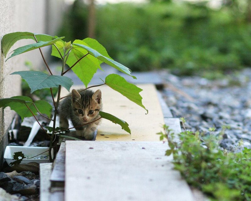 Tabby Kitten under Plant