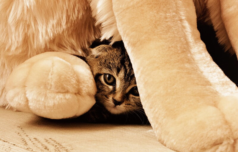 Tabby Kitten under Toy