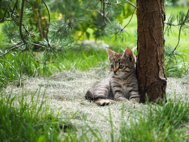 Tabby Kitten under Tree