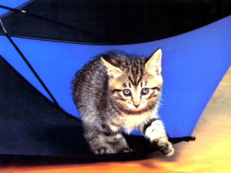 Tabby Kitten under Umbrella