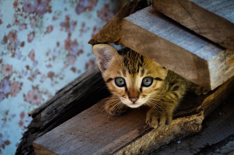 Tabby Kitten under Wood
