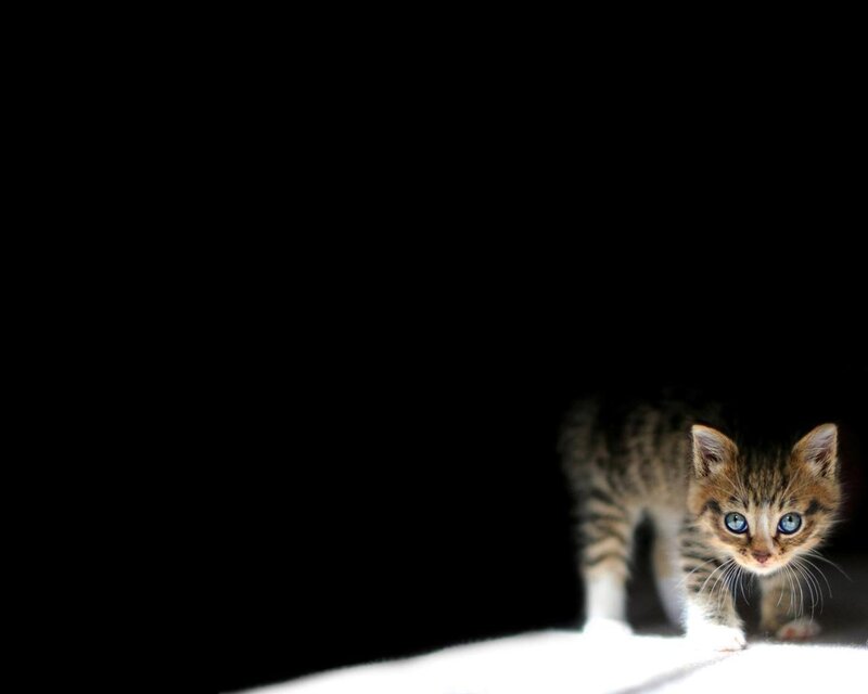 Tabby Kitten Walking — Black
