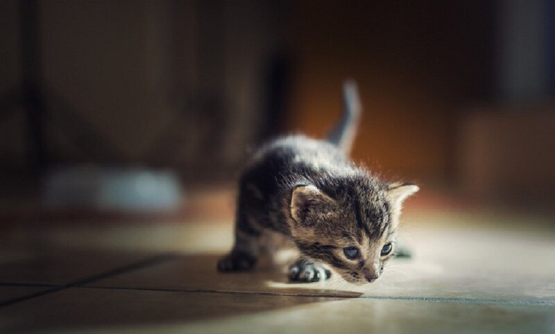 Tabby Kitten Walking — Brown, Calm, Afternoon, Photograph