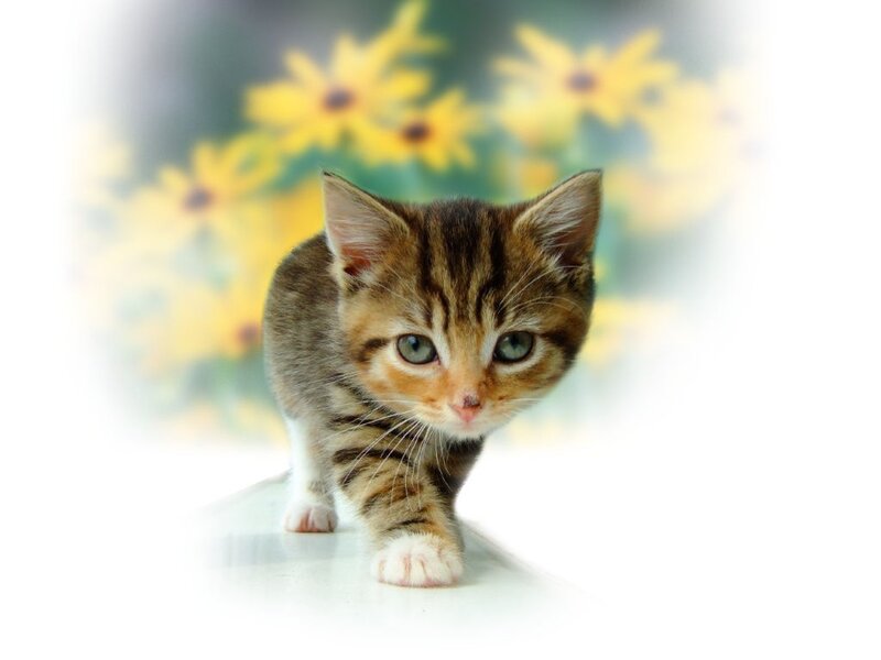 Tabby Kitten Walking — Brown, Calm, Afternoon