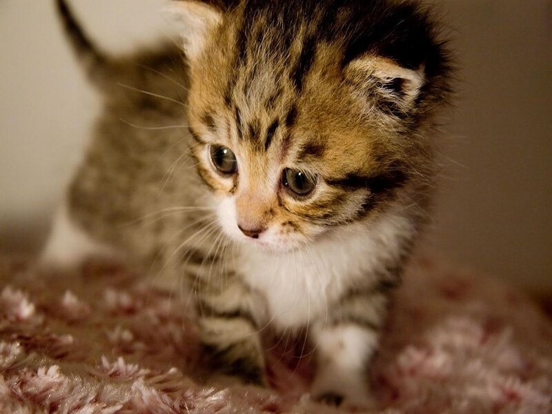 Tabby Kitten Walking — Brown, Calm, Photograph, Carpet