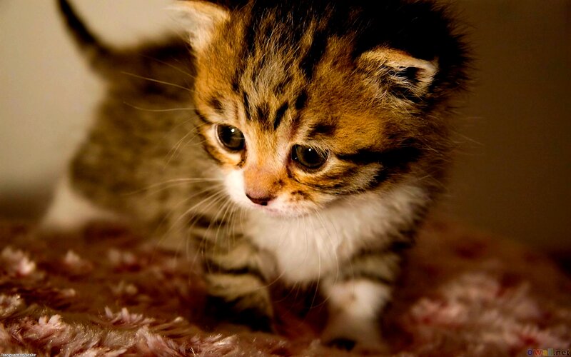 Tabby Kitten Walking — Brown, Calm, Photograph