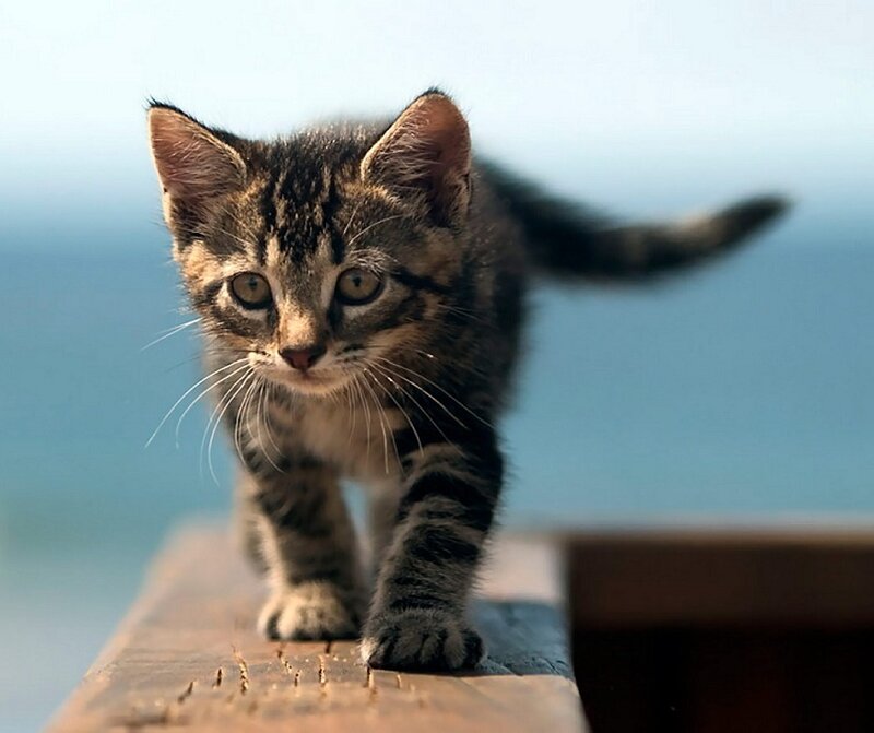 Tabby Kitten Walking — Brown, Calm