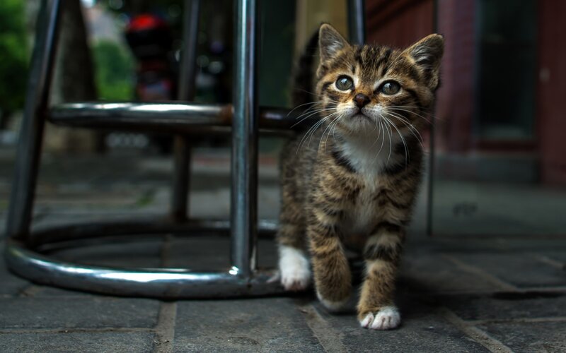 Tabby Kitten Walking — Brown, Curious, Afternoon, Photograph