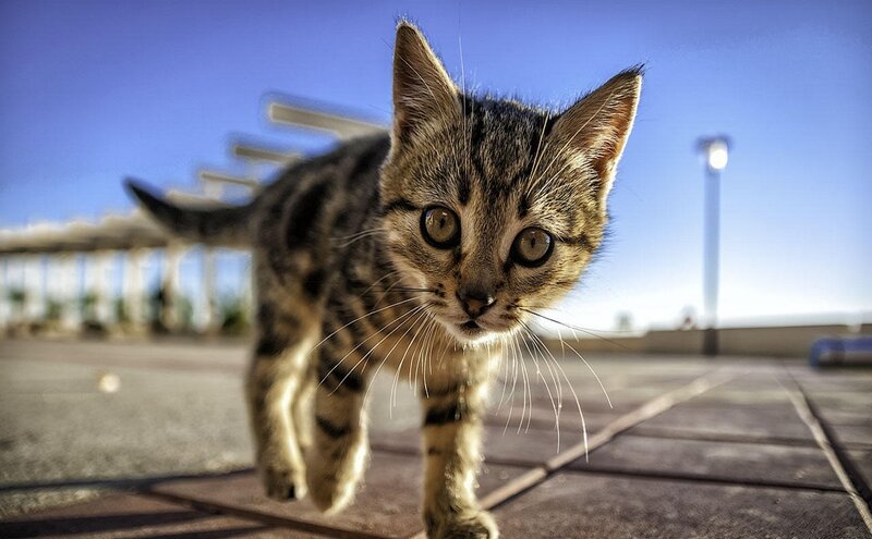 Tabby Kitten Walking — Brown, Curious, Afternoon