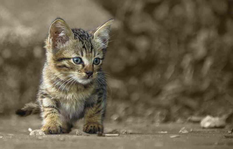Tabby Kitten Walking — Brown, Curious, Photograph, Ground