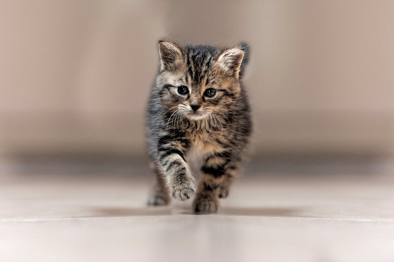 Tabby Kitten Walking — Brown, Curious, Photograph