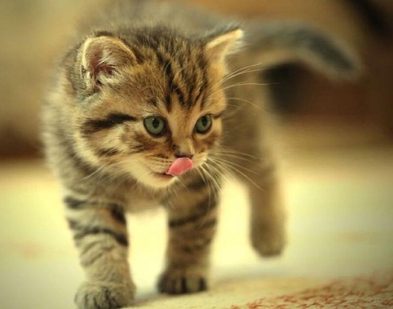 Tabby Kitten Walking — Brown, Curious