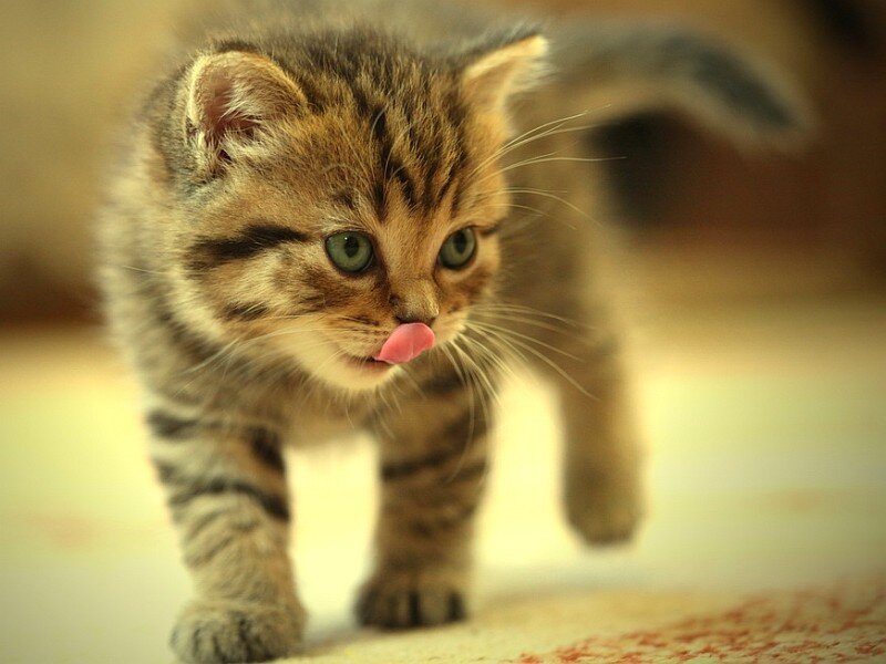 Tabby Kitten Walking — Brown