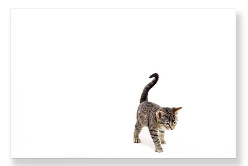 Tabby Kitten Walking — Gray, Neutral