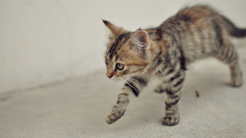 Tabby Kitten Walking — Gray