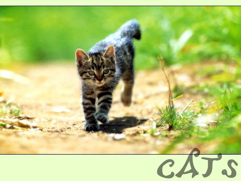 Tabby Kitten Walking — Green, Calm, Afternoon, Photograph, Path
