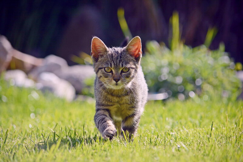Tabby Kitten Walking — Green, Calm, Afternoon, Photograph