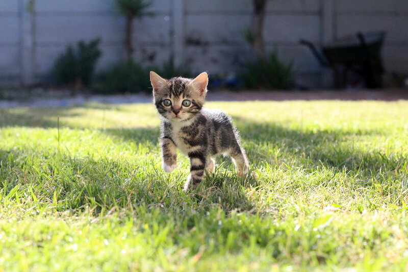 Tabby Kitten Walking — Green, Calm, Afternoon