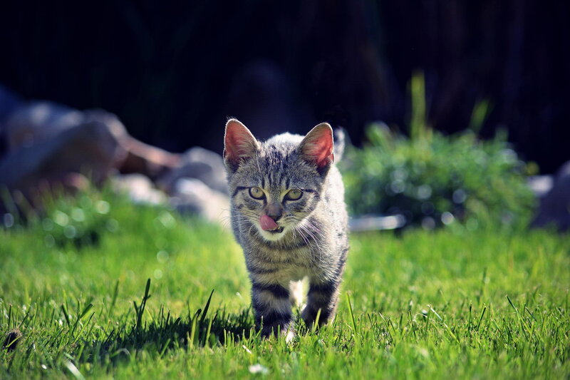 Tabby Kitten Walking — Green, Calm
