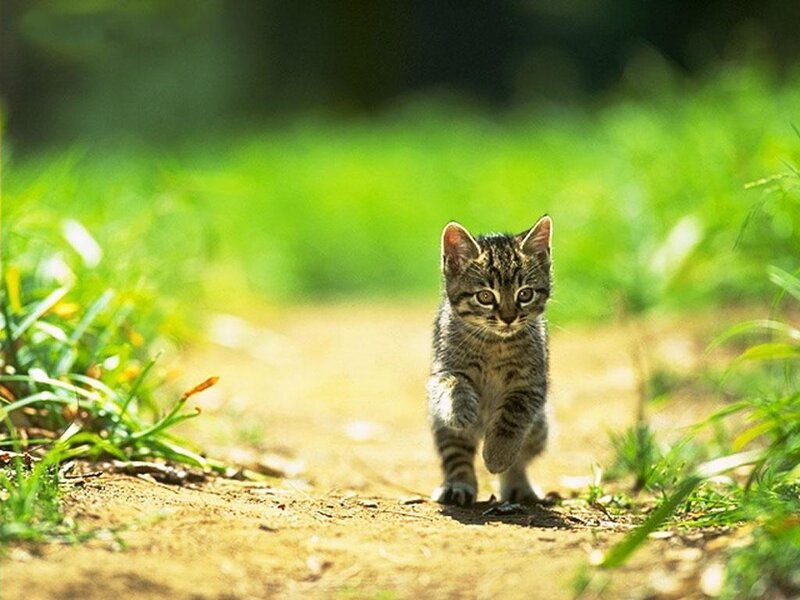 Tabby Kitten Walking — Green