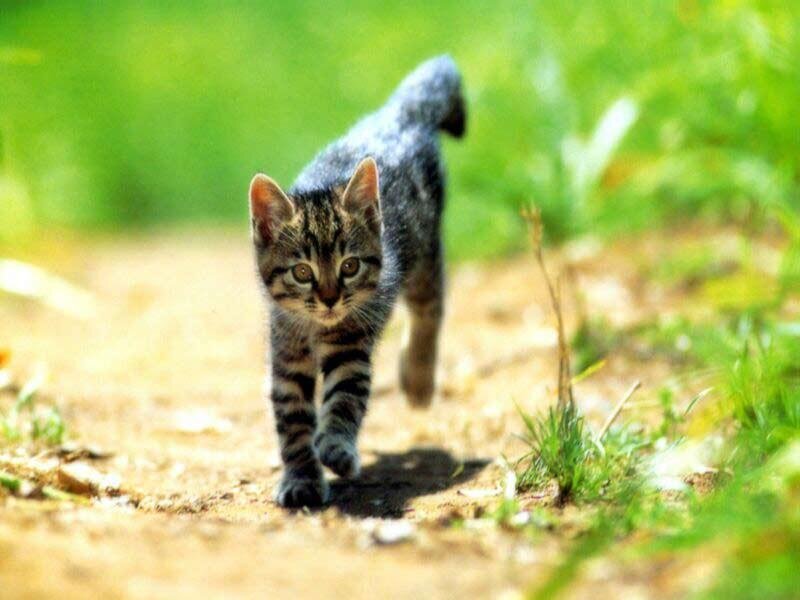 Tabby Kitten Walking