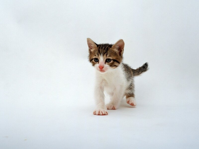 Tabby Kitten Walking — White