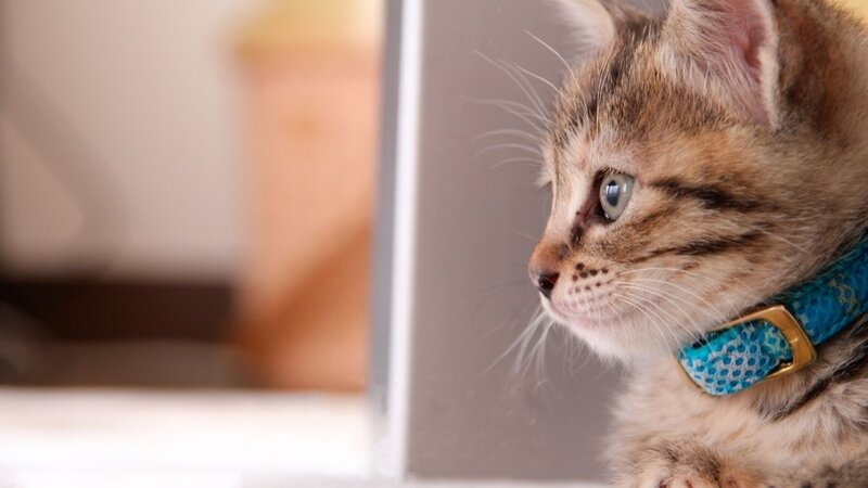Tabby Kitten Wearing Collar — Brown