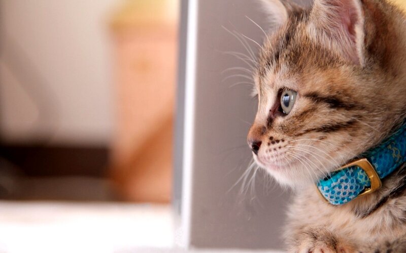 Tabby Kitten Wearing Collar