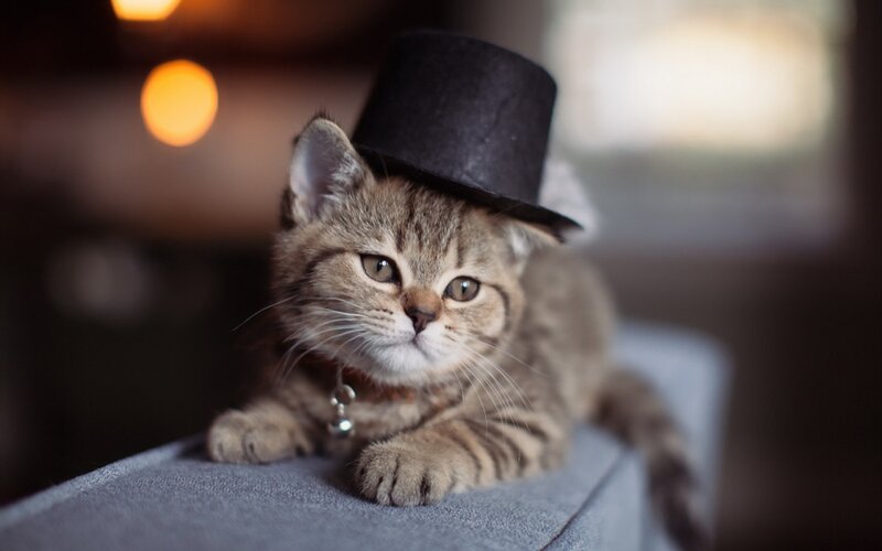 Tabby Kitten Wearing Hat — Brown, Calm