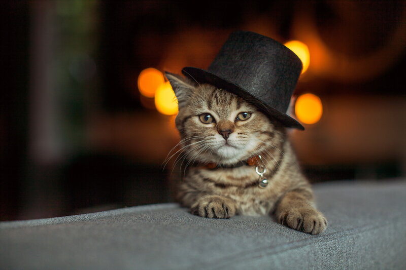 Tabby Kitten Wearing Hat — Brown