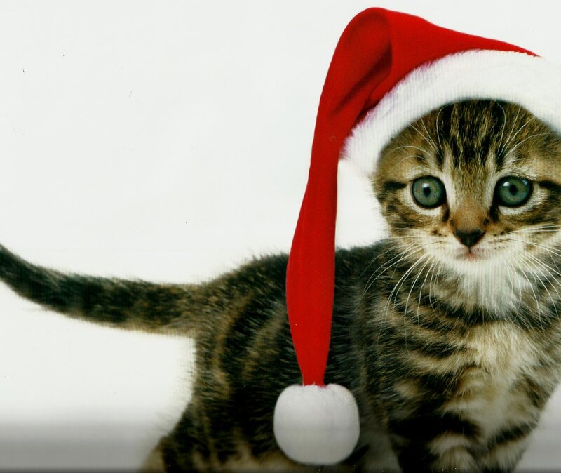 Tabby Kitten Wearing Hat — Red