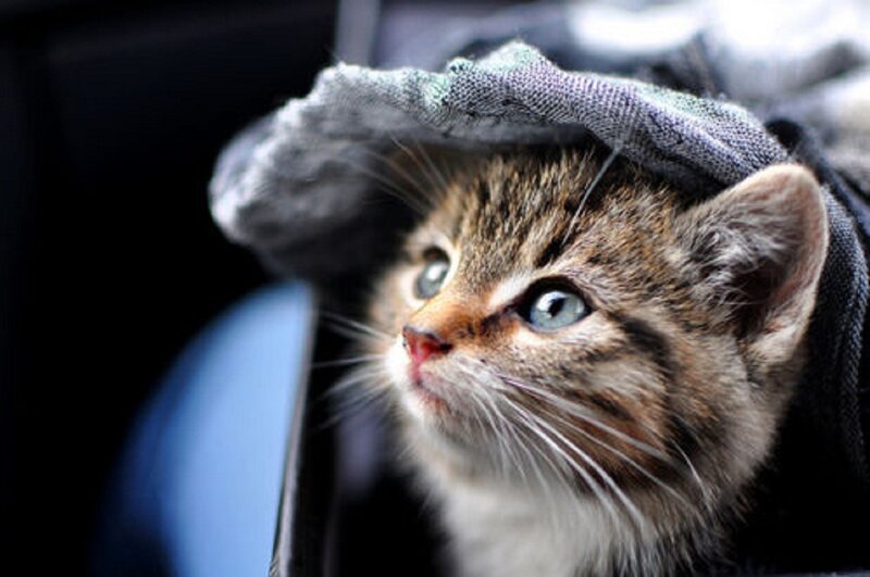 Tabby Kitten Wearing Hat