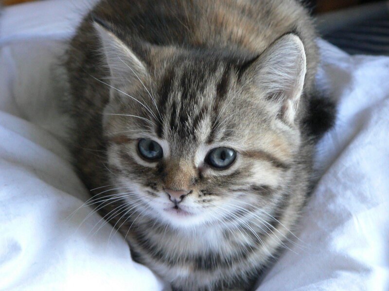 Tabby Kitten — White, Calm