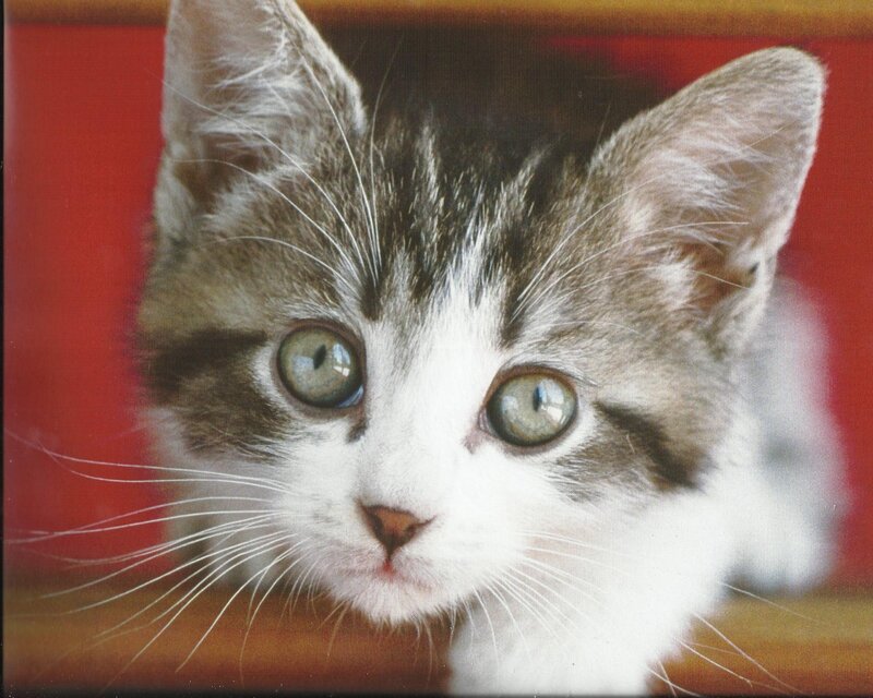 Tabby Kitten — White, Curious