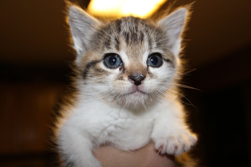 Tabby Kitten — White, Innocent