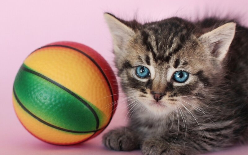Tabby Kitten with Ball — Pink, Innocent