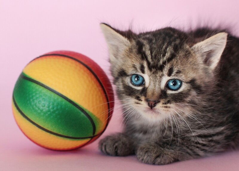 Tabby Kitten with Ball — Pink
