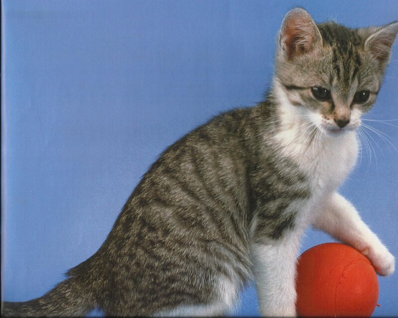 Tabby Kitten with Ball
