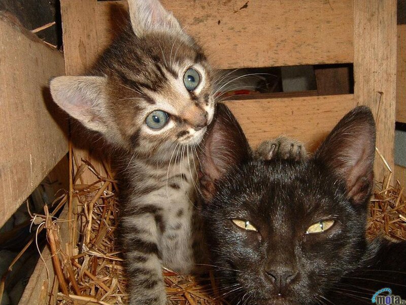 Tabby Kitten with Black Cat