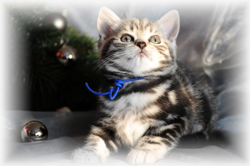 Tabby Kitten with Blue Collar