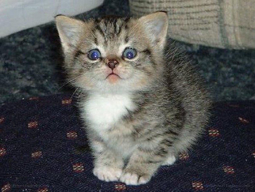 tabby kitten with blue eyes