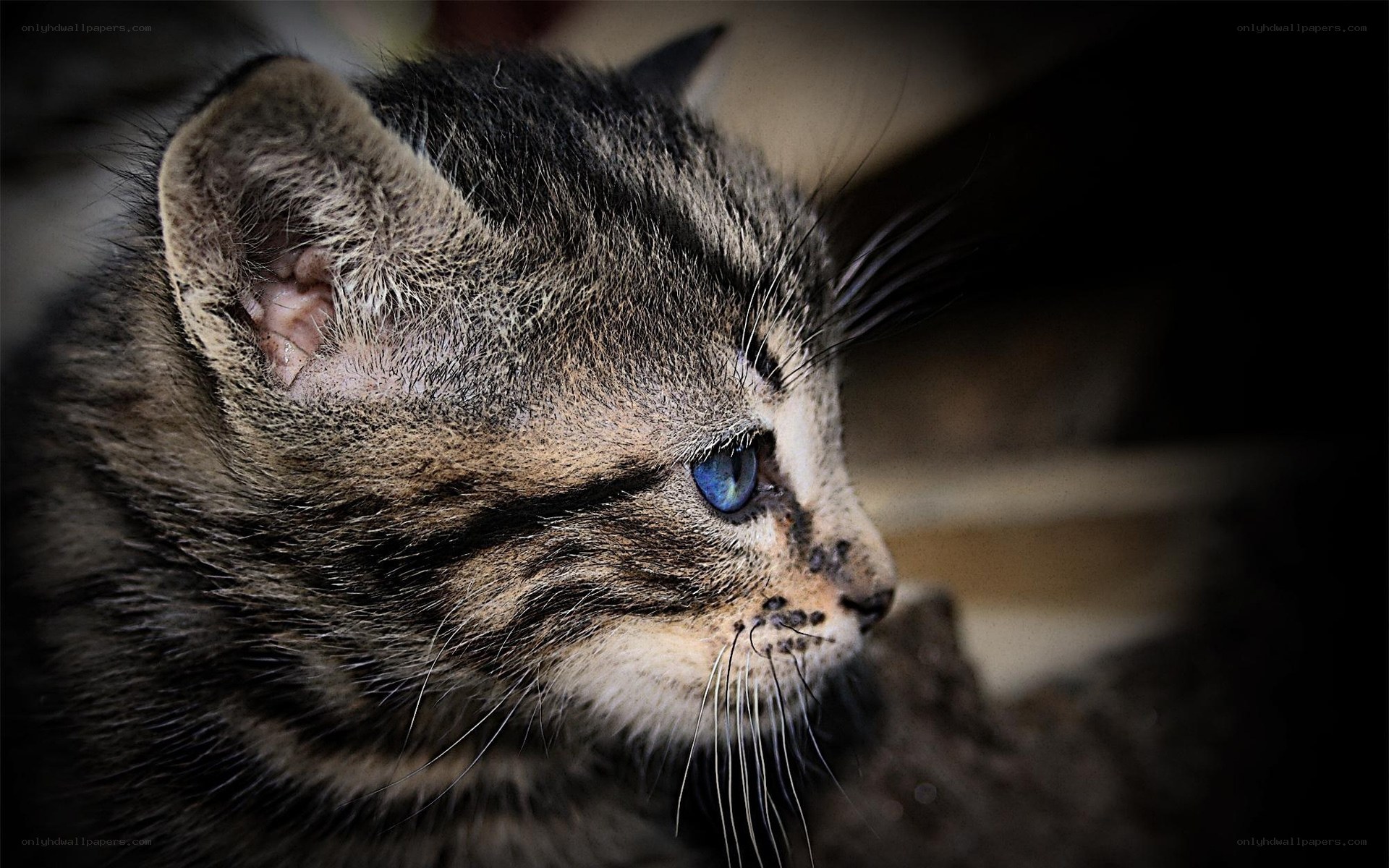 tabby kitten with blue eyes