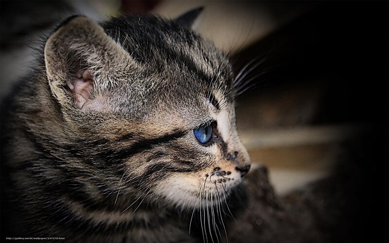 tabby kitten with blue eyes